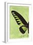 Miss Butterfly Brookiana Profil - Lime Green-Philippe Hugonnard-Framed Photographic Print