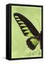 Miss Butterfly Brookiana Profil - Lime Green-Philippe Hugonnard-Framed Stretched Canvas
