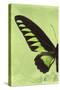 Miss Butterfly Brookiana Profil - Lime Green-Philippe Hugonnard-Stretched Canvas