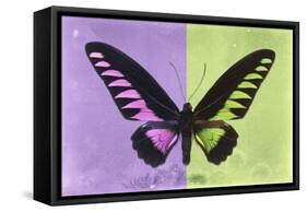 Miss Butterfly Brookiana Profil - Mauve & Lime Green-Philippe Hugonnard-Framed Stretched Canvas