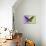 Miss Butterfly Brookiana Profil - Mauve & Lime Green-Philippe Hugonnard-Stretched Canvas displayed on a wall