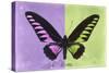 Miss Butterfly Brookiana Profil - Mauve & Lime Green-Philippe Hugonnard-Stretched Canvas