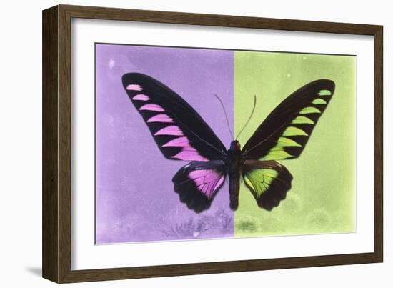 Miss Butterfly Brookiana Profil - Mauve & Lime Green-Philippe Hugonnard-Framed Photographic Print