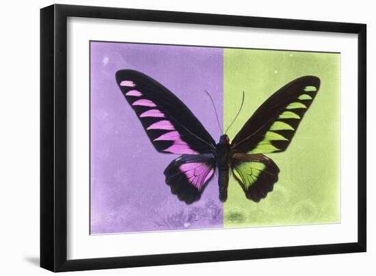 Miss Butterfly Brookiana Profil - Mauve & Lime Green-Philippe Hugonnard-Framed Photographic Print