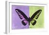 Miss Butterfly Brookiana Profil - Mauve & Lime Green-Philippe Hugonnard-Framed Photographic Print