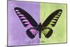 Miss Butterfly Brookiana Profil - Mauve & Lime Green-Philippe Hugonnard-Mounted Photographic Print