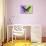 Miss Butterfly Brookiana Profil - Mauve & Lime Green-Philippe Hugonnard-Stretched Canvas displayed on a wall