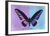 Miss Butterfly Brookiana Profil - Mauve & Skyblue-Philippe Hugonnard-Framed Photographic Print