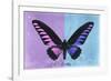 Miss Butterfly Brookiana Profil - Mauve & Skyblue-Philippe Hugonnard-Framed Photographic Print
