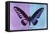 Miss Butterfly Brookiana Profil - Mauve & Skyblue-Philippe Hugonnard-Framed Stretched Canvas