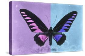 Miss Butterfly Brookiana Profil - Mauve & Skyblue-Philippe Hugonnard-Stretched Canvas