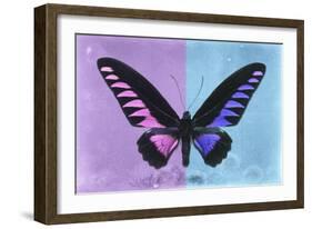 Miss Butterfly Brookiana Profil - Mauve & Skyblue-Philippe Hugonnard-Framed Photographic Print