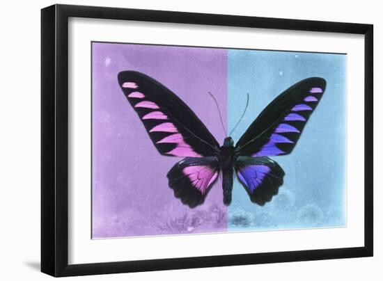 Miss Butterfly Brookiana Profil - Mauve & Skyblue-Philippe Hugonnard-Framed Photographic Print