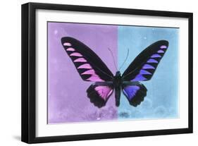 Miss Butterfly Brookiana Profil - Mauve & Skyblue-Philippe Hugonnard-Framed Photographic Print