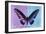 Miss Butterfly Brookiana Profil - Mauve & Skyblue-Philippe Hugonnard-Framed Photographic Print