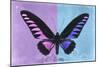 Miss Butterfly Brookiana Profil - Mauve & Skyblue-Philippe Hugonnard-Mounted Photographic Print