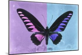 Miss Butterfly Brookiana Profil - Mauve & Skyblue-Philippe Hugonnard-Mounted Photographic Print