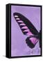 Miss Butterfly Brookiana Profil - Mauve-Philippe Hugonnard-Framed Stretched Canvas