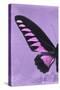 Miss Butterfly Brookiana Profil - Mauve-Philippe Hugonnard-Stretched Canvas