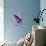 Miss Butterfly Brookiana Profil - Mauve-Philippe Hugonnard-Photographic Print displayed on a wall
