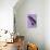 Miss Butterfly Brookiana Profil - Mauve-Philippe Hugonnard-Photographic Print displayed on a wall