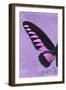 Miss Butterfly Brookiana Profil - Mauve-Philippe Hugonnard-Framed Photographic Print