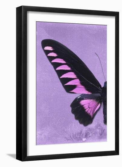 Miss Butterfly Brookiana Profil - Mauve-Philippe Hugonnard-Framed Photographic Print