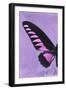 Miss Butterfly Brookiana Profil - Mauve-Philippe Hugonnard-Framed Photographic Print