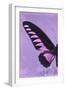 Miss Butterfly Brookiana Profil - Mauve-Philippe Hugonnard-Framed Photographic Print