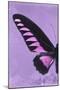 Miss Butterfly Brookiana Profil - Mauve-Philippe Hugonnard-Mounted Photographic Print