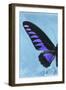 Miss Butterfly Brookiana Profil - Skyblue-Philippe Hugonnard-Framed Photographic Print