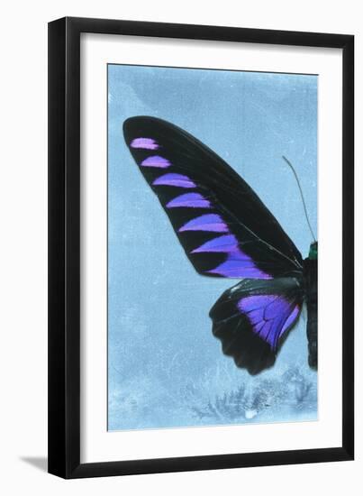 Miss Butterfly Brookiana Profil - Skyblue-Philippe Hugonnard-Framed Photographic Print