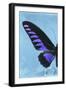 Miss Butterfly Brookiana Profil - Skyblue-Philippe Hugonnard-Framed Photographic Print