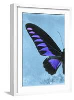 Miss Butterfly Brookiana Profil - Skyblue-Philippe Hugonnard-Framed Photographic Print