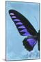 Miss Butterfly Brookiana Profil - Skyblue-Philippe Hugonnard-Mounted Photographic Print