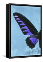 Miss Butterfly Brookiana Profil - Skyblue-Philippe Hugonnard-Framed Stretched Canvas