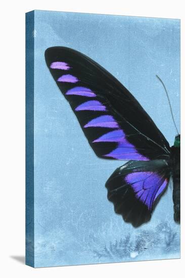 Miss Butterfly Brookiana Profil - Skyblue-Philippe Hugonnard-Stretched Canvas