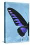 Miss Butterfly Brookiana Profil - Skyblue-Philippe Hugonnard-Stretched Canvas