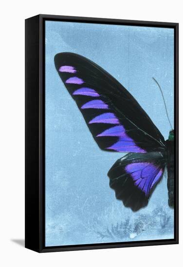 Miss Butterfly Brookiana Profil - Skyblue-Philippe Hugonnard-Framed Stretched Canvas