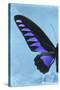 Miss Butterfly Brookiana Profil - Skyblue-Philippe Hugonnard-Stretched Canvas