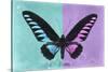 Miss Butterfly Brookiana Profil - Turquoise & Mauve-Philippe Hugonnard-Stretched Canvas