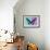 Miss Butterfly Brookiana Profil - Turquoise & Mauve-Philippe Hugonnard-Framed Photographic Print displayed on a wall