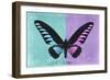 Miss Butterfly Brookiana Profil - Turquoise & Mauve-Philippe Hugonnard-Framed Photographic Print
