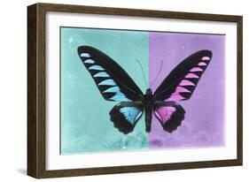 Miss Butterfly Brookiana Profil - Turquoise & Mauve-Philippe Hugonnard-Framed Photographic Print