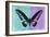 Miss Butterfly Brookiana Profil - Turquoise & Mauve-Philippe Hugonnard-Framed Photographic Print