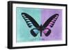 Miss Butterfly Brookiana Profil - Turquoise & Mauve-Philippe Hugonnard-Framed Photographic Print