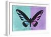 Miss Butterfly Brookiana Profil - Turquoise & Mauve-Philippe Hugonnard-Framed Photographic Print