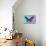 Miss Butterfly Brookiana Profil - Turquoise & Mauve-Philippe Hugonnard-Mounted Photographic Print displayed on a wall