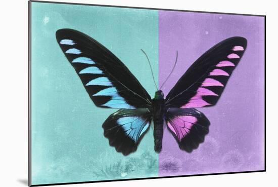 Miss Butterfly Brookiana Profil - Turquoise & Mauve-Philippe Hugonnard-Mounted Photographic Print