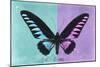 Miss Butterfly Brookiana Profil - Turquoise & Mauve-Philippe Hugonnard-Mounted Photographic Print